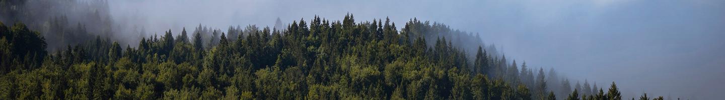 Política de Protección de Datos - Bosque de pinos con un cielo azul